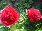 Пион Many Happy Returns 1 шт.