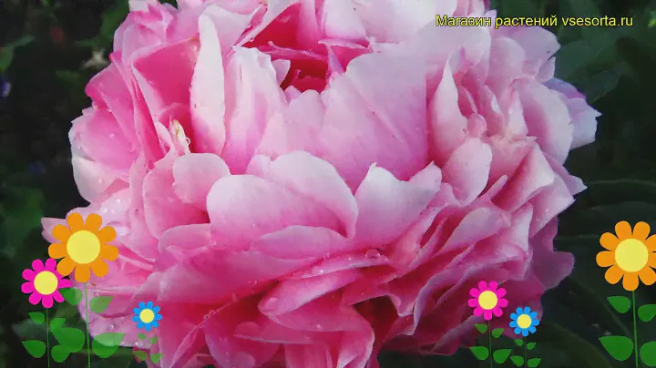 Пион молочноцветковый Джокер. Краткий обзор, описание характеристик paeonia lactiflora Joker