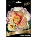 Пион ИТО-гибрид Кэллис Мемори (1-2 почки)