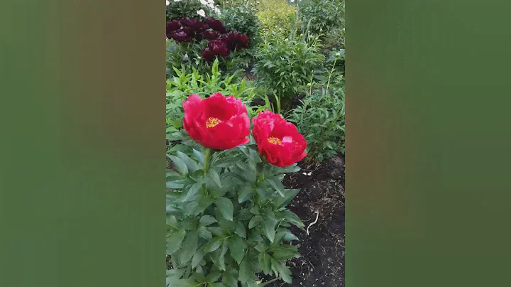 Пион Red Red Rose