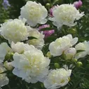 Пион Paeonia Duchesse de Nemours 3/5