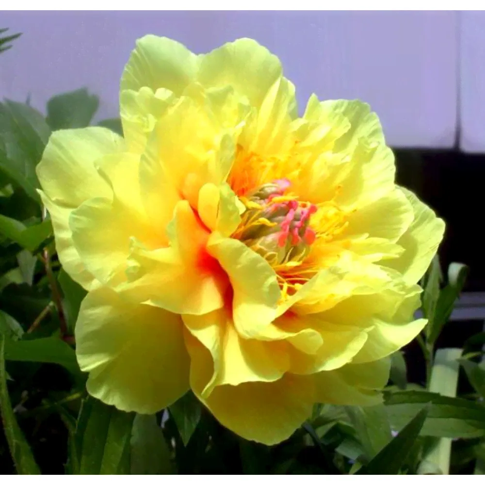 Пион Garden Treasure (Гарден Треже)-2