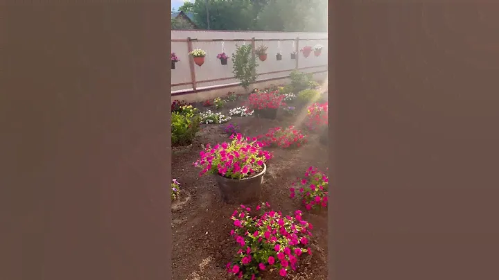 Петунии 25.06.2024#петуния #garden #gardening #flowers #plants #nature #цветы #сад #цветоводство