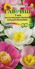 Пион Очарование молочноцветковый, смесь