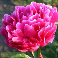 Paeonia Red Sarah Bernardt Пион Ред Сара Бернар