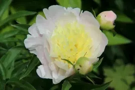 Пион Primevère (Примавера)