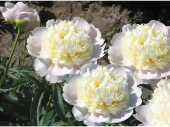 Пион Вайт Чарм (Paeonia White Charm)-0