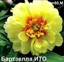 Пион Бартзелла ИТО
