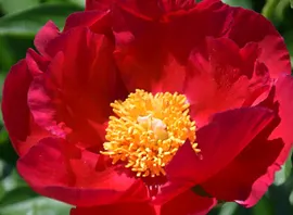 Paeonia America Пион Америка