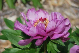 Пион Paeonia Sonoma Amethyst 2/3