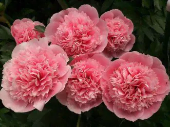 Пион Этчед Салмон (Paeonia Etched Salmon)-0