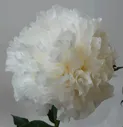 Пион Мунлит Сноу 1 шт