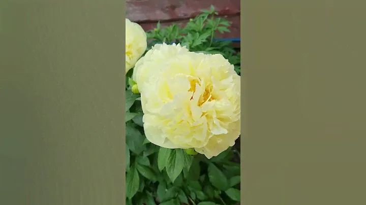 Пион Лемон Шиффон ('Lemon Chiffon')