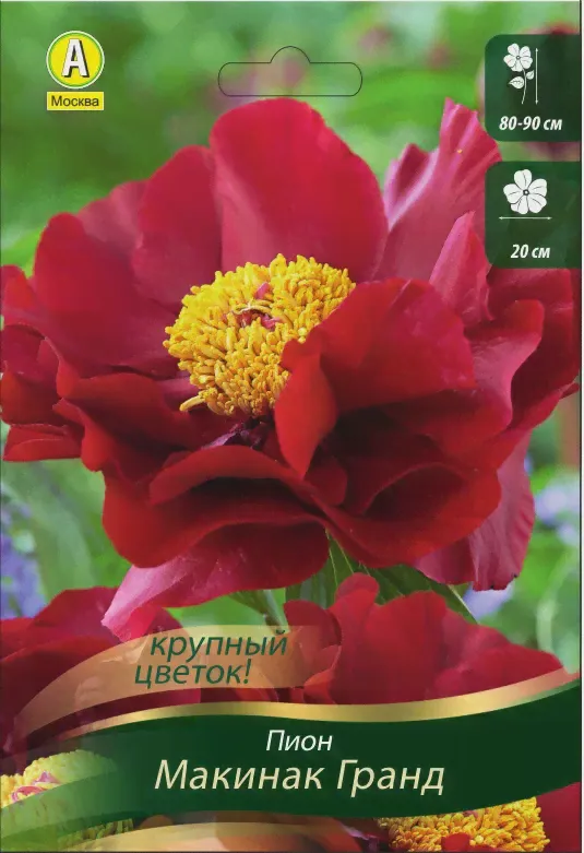 Пион Макинак Гранд Аэлита