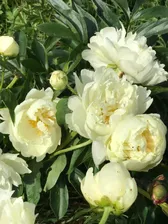 Paeonia Prairie Moon Пион Прери Мун