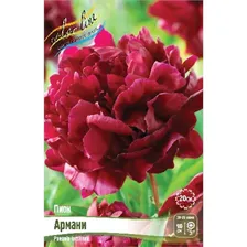 Пион Армани 2/3 1шт (Колорлайн)