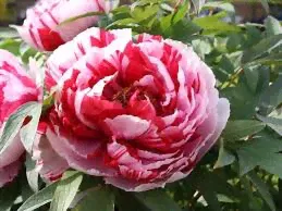 Paeonia suffruticosa Dao Jin Пион древовидный Ред виз Пинк