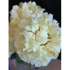 Пион WONDEROUS YELLOW-3