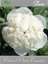 Paeonia Colonel Owen Cousins Пион Колонел Оуэн Касинс