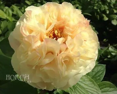 Paeonia Pastel Elegance Пион Пастель Элеганс-0