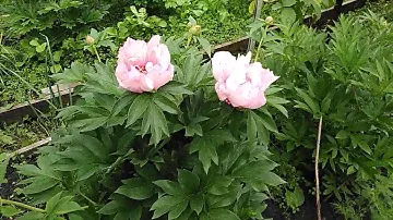 Пион Ферст Арривал (Paeonia Itoh First Arrival