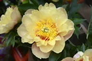 Пион ИТО Paeonia ITOH "Prairie Charm" : С5>