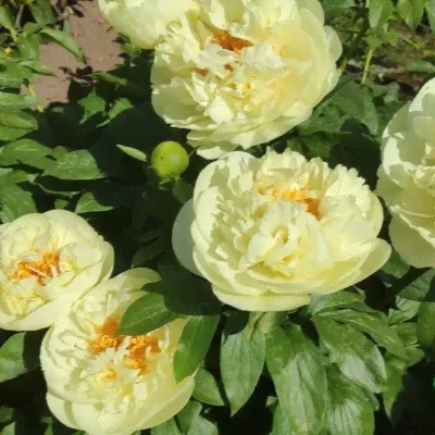 Пион Лемон Шифон (Lemon Chiffon) саженцы-3