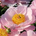 Пион P.'Dreamtime' 3/5 почки C15