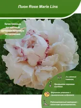 Посадочный материал. Пион Rose Marie Lins для посадки в открытый грунт