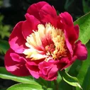 Пион Paeonia Top Hat 2/3