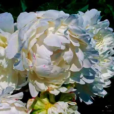Пион Lillian Wild (Лиллиан Уайлд)
