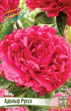 Пион Адольф Руссо 3/5 (1 шт)