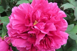 Пион древовидный Као / Король Цветов (Paeonia Kaou)