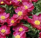Пион Мисс Мэри / Paeonia Miss Mary (Стандартная деленка, 2-3 почки, пр-во Европа)