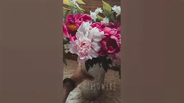 ПИОНЫ 🖤#moments #nature #flowers #пионы #цветы #video #life #summer