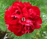 Пион тонколистный Тенуфолия Плена | Tenuifolia Plena (Травянистые)