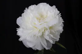 Пион Айвори Виктори, корневище, Голландия