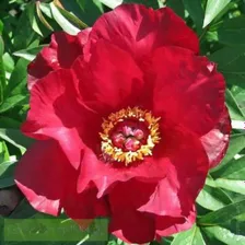 Пион Скарлет Хевэн (Paeonia itoh Scarlet Heaven)