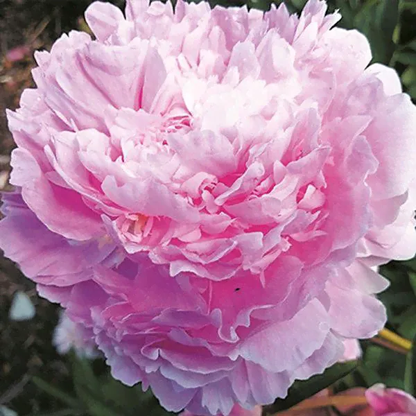 Пион Paeonia Raoul Dessert 2/3