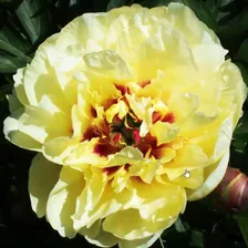 Пион Yellow Waterlilly (Йеллоу Уотерлили)