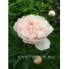 Пион Серин Пастель 'Serene Pastel'