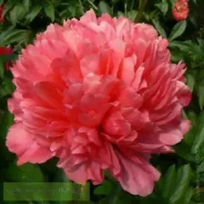 Пион Лорелей (Paeonia Lorelei)