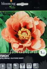 Саженцы: Пион ИТО-гибрид Олд Роуз Денди