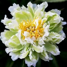 Пион Грин Лотус (Green Lotus)