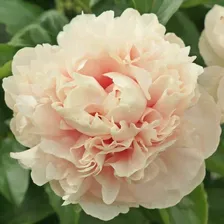Пион Majesty's Splendor 3/5