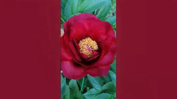 Пион/Макинак Грант/ Пока молодой, 3 года