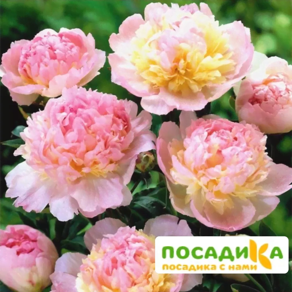Пион Распберри Сандей (Paeonia Raspberry Sundae)