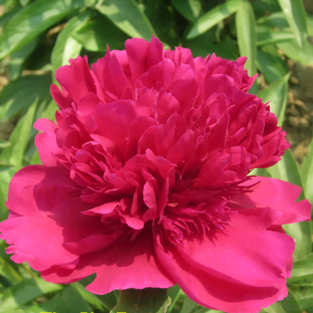 Пион молочноцветковый Чжу Ша Пан / Красная киноварь (Paeonia Zhu sha pan / Cinnabar Red)