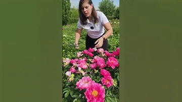 ПИОНЫ ОТЦВЕТАЮТ! Уход за пионами. Обрезка пионов.