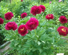 Пион Олд Фейтфул ( Paeonia Old Faithful)